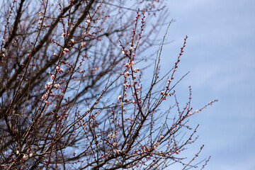 blossom trees spring