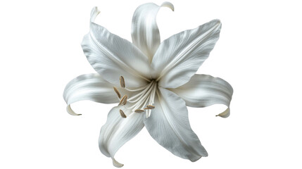 lily flower isolated on white