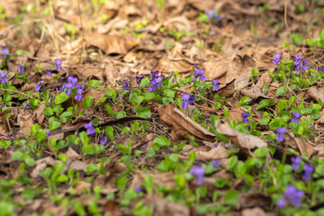 spring flowers in the garden