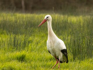 cigognes normandes