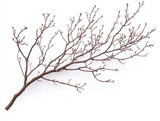 Obraz premium Budding branch on bright white backdrop creating a serene and minimalist composition for spring season
