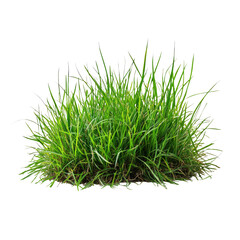 Fresh Green Grass Isolated on Transparent Background for Design Use