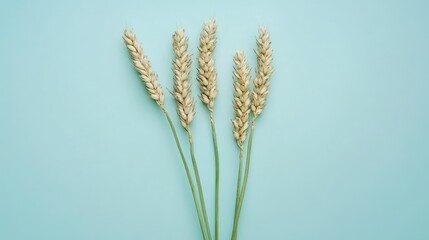 Fototapeta premium Five wheat ears elegantly arranged on a smooth blue background.