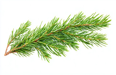 Isolated evergreen branch photo for christmas decorations and pine tree needle design element stock image