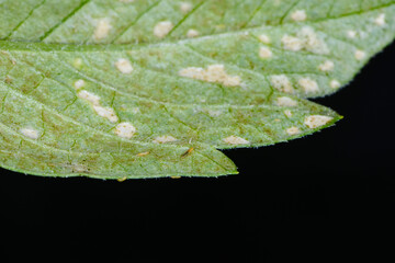 Thripsen,  Fransenflügler, Blasenfüße, Thysanoptera
