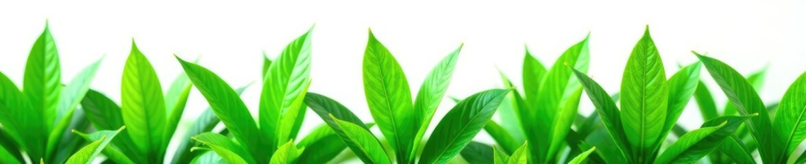 Fototapeta premium Leafy green plant isolated on white background, green, botanical