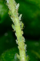 Läusebefall, Maßliebchen