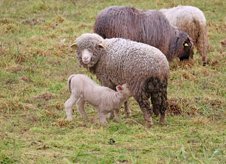 ne me déranger pas je tête