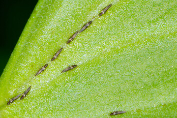 Thripsen,  Fransenflügler, Blasenfüße, Thysanoptera