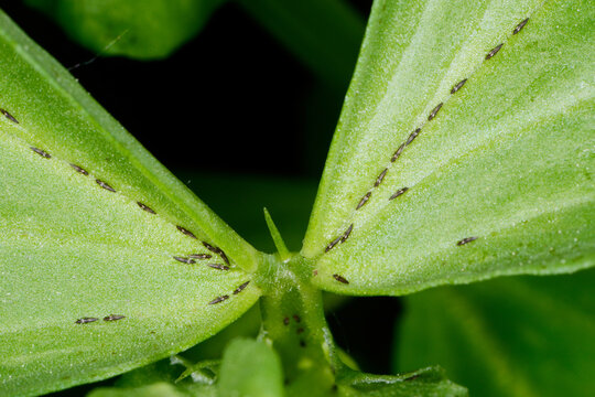 Thripsen,  Fransenfl&uuml;gler, Blasenf&uuml;&szlig;e, Thysanoptera