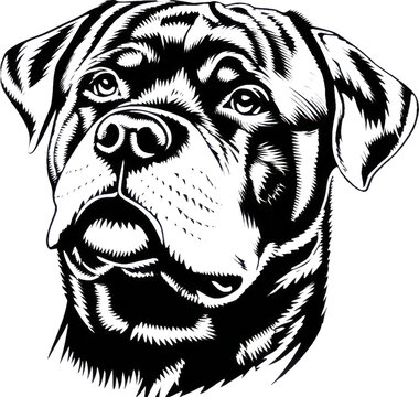 Close up monochrome vector illustration of a rottweiler dog head with detailed linework and black background