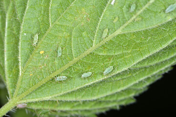 Dunkelgrüne Brennesselblattlaus,  Aphis urticata