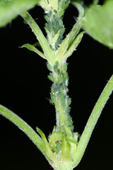 Dunkelgrüne Brennesselblattlaus,  Aphis urticata
