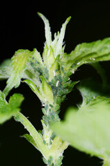 Dunkelgrüne Brennesselblattlaus,  Aphis urticata