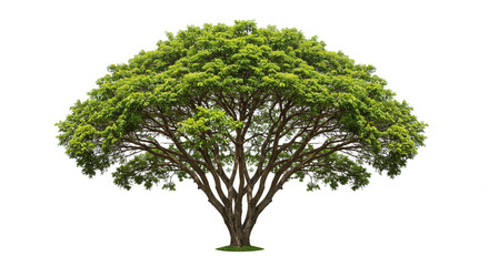Lush Green Tree Isolated on White Background Perfect for Nature Environmental and Ecology Projects