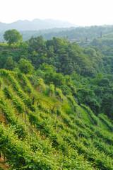 Italien, Anbaugebiet des DOC-Prosecco