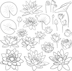 Waterlily flowers and leaves line art collection, isolated lotus flower clip arts, vector icon set
