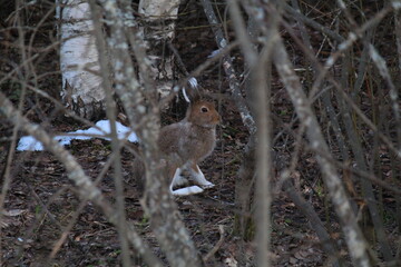 a hare in the bushes