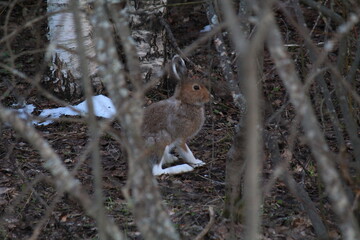 an unmolted white hare sits under a bush in the forest in mid-May