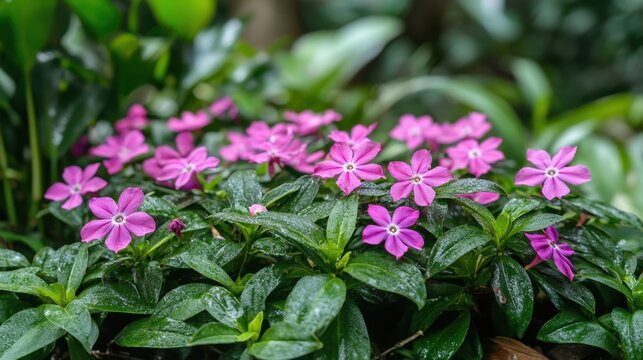Captivating pink periwinkle flowers bloom amidst lush green foliage in a serene garden setting botanical beauty nature photography