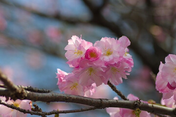 A Flor de Cerejeira muito Rosa
