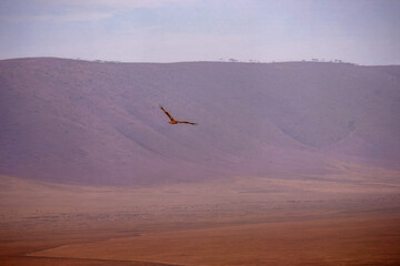 A tawney egal flying over Ngorongoro crater