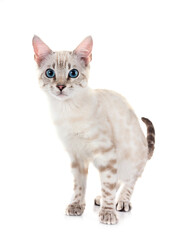 bengal kitten in studio