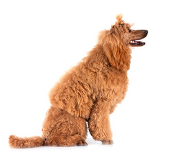 standard poodle in studio