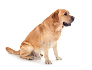 adult labrador retriever