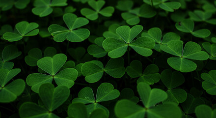 Lush Green Clover Leaves Nature Background St Patrick s Day Ireland Botany