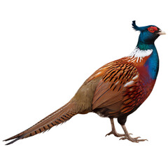 A majestic ring-necked pheasant, a vibrant splash of autumnal colors against a stark white backdrop, showcasing its iridescent plumage and regal posture.