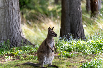Wallaby in Tasmania