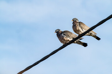 Two wild turtledoves greet spring