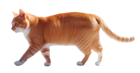 Un chat roux isolé, sur fond transparent.