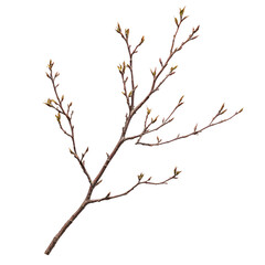 Isolated Branch with Buds on Transparent Background for Design Use