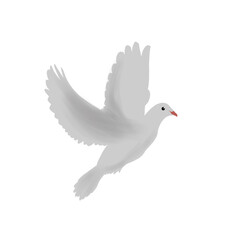 bird, animals