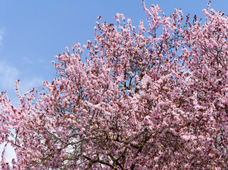 (Prunus cerasifera 'Nigra') A Black Cherry plum tree with a round crown covered with small pink spring flowers in dark wine-red foliage under a blue sky
