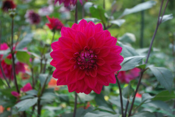 Dahlia rose au jardin en &eacute;t&eacute;