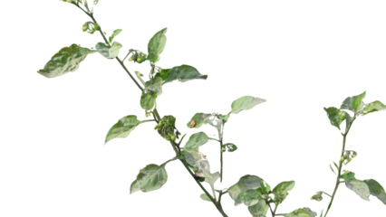 Black nightshade Isolated on a Transparent Background PNG	