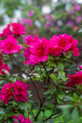 Fototapeta premium A blooming azalea in the botanical garden. Beautiful pink flowers close-up. 
