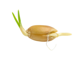 Wheat Seed Sprouting