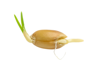 Wheat Seed Sprouting