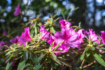 A blooming azalea in the botanical garden. Beautiful pink flowers close-up. 