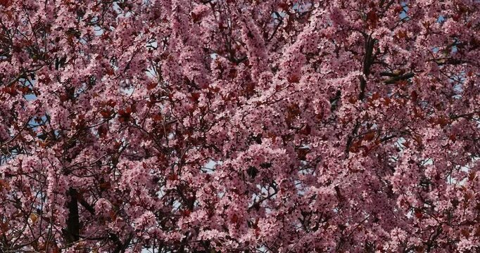 Black Cherry plum tree - Prunus cerasifera 'Nigra' - Overhanging branches and twigs clothed with abundant pink flowers and dark wine-red leaves in early-spring swaying in the wind