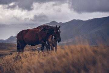 Wild lebende Stute mit Fohlen im Nationalpark Italienische Abruzzen (Gran Sasso)
