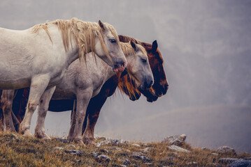 Wildpferde bei Wind und Wetter in den italienischen Abruzzen (Europa) 