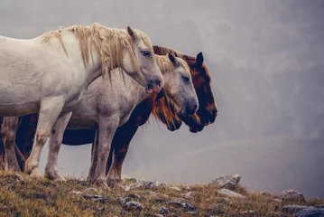 Selbstklebende Fototapeten Wildpferde bei Wind und Wetter in den italienischen Abruzzen (Europa)   © ikoon
