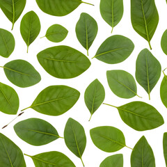 Fototapeta premium Assorted Green Leafy Herbs for Cooking