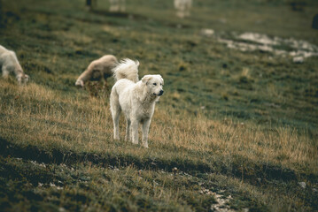Obraz premium Maremmen-Abruzzen-Schäferhund (Hirtehund) einer Schafherde in den italienischen Abruzzen (Europa) 