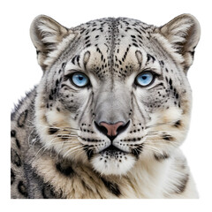 Snow leopard with piercing blue eyes in a snowy habitat.